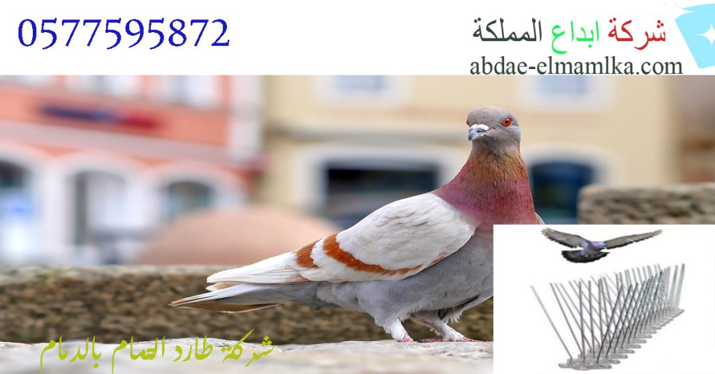 شركة طارد حمام بالدمام