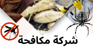شركة مكافحة النمل الأبيض بحي العليا الرياض