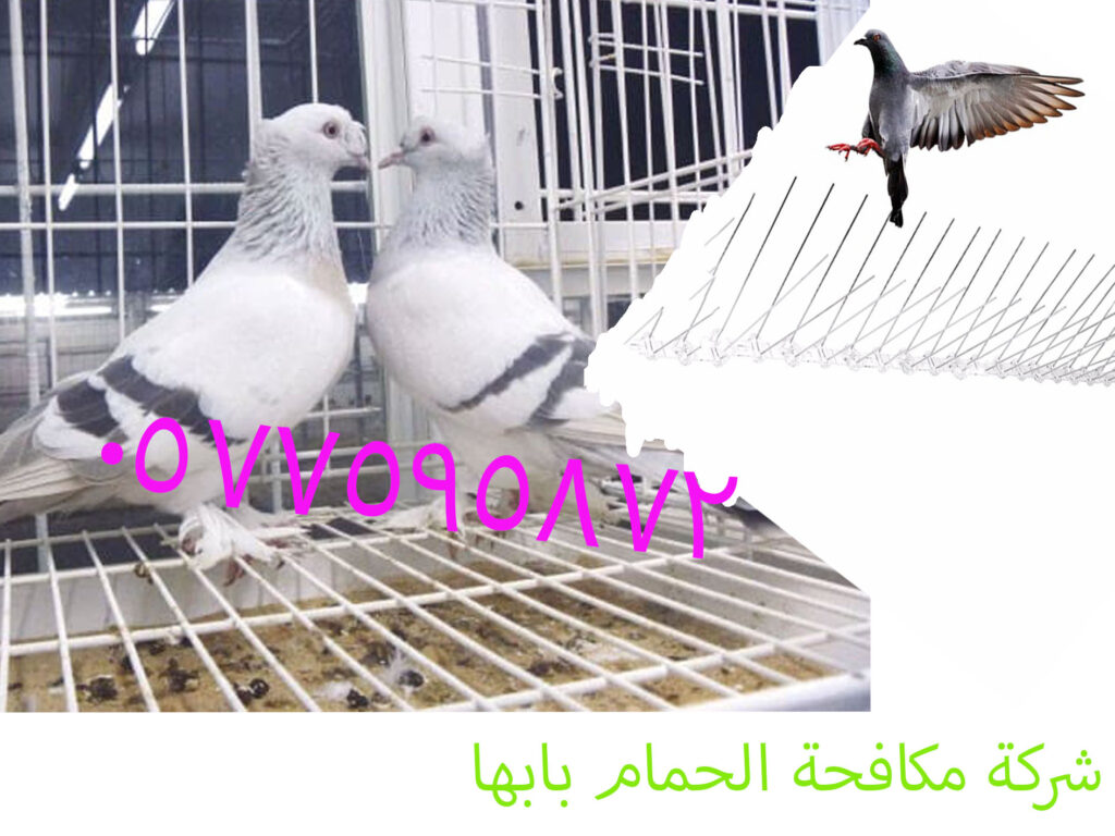 ارخص شركة طارد الحمام بابها